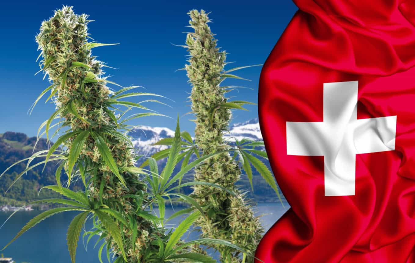 Konope vo Švajčiarsku. Ako to tam funguje?