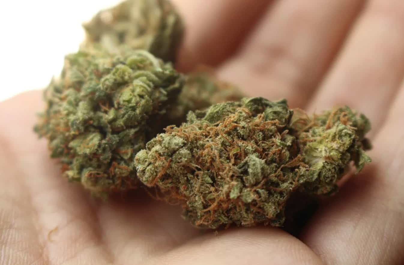 Tráva s CBD nie je o percentách, ale o živinách z konope