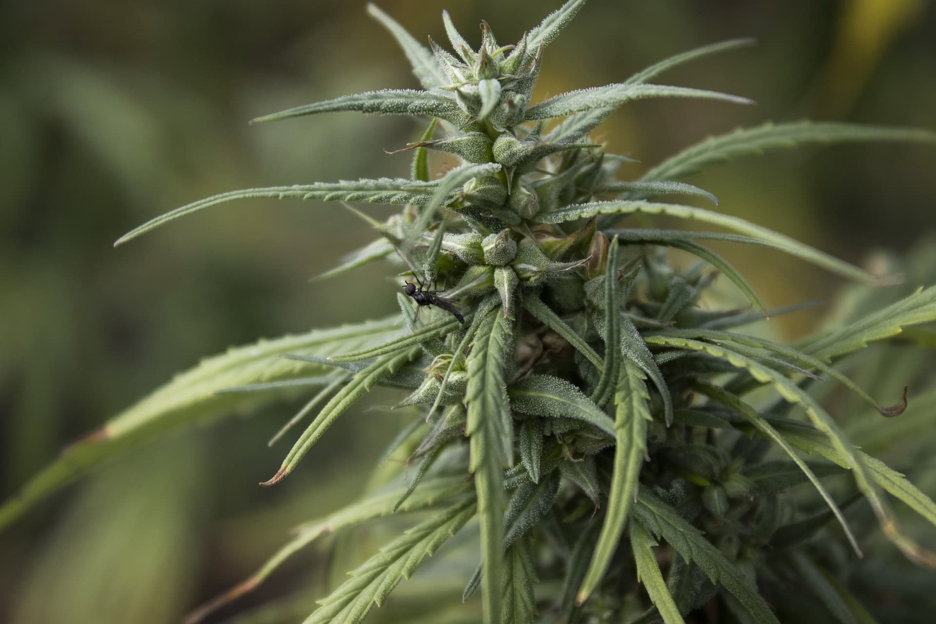 Čo je hydrogenácia?