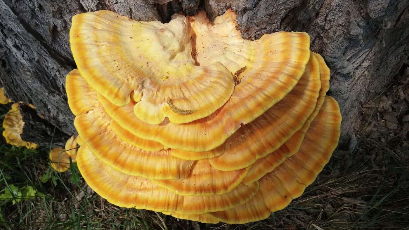 Reishi – aké môže mať účinky?