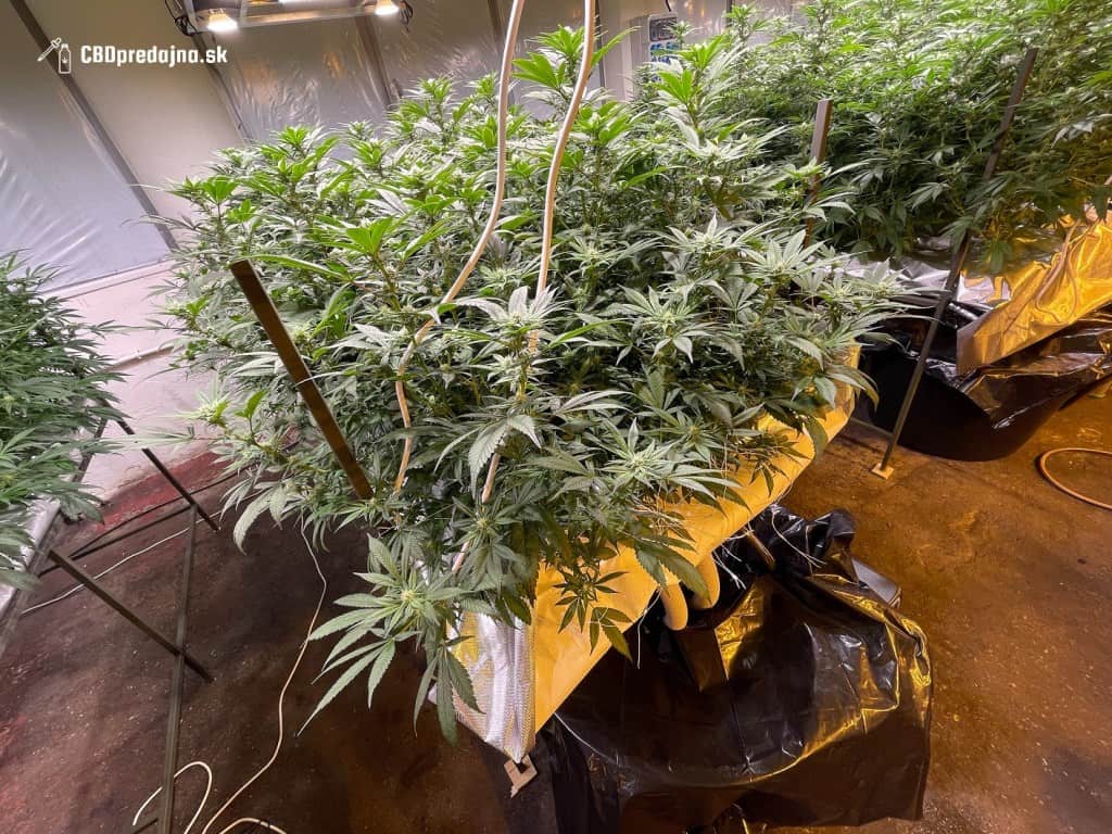 Čo je HYDRO? Hydropónia a hydroponické pestovanie