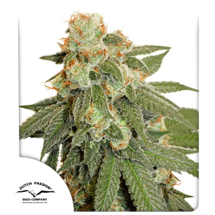 Orange Bud AUTO Dutch Passion, 3 semená konope