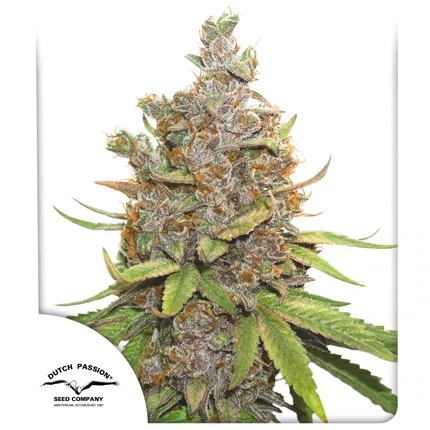 Glueberry O.G. AUTO Dutch Passion, 3 semená konope
